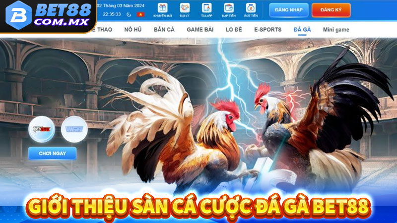 Giới thiệu địa chỉ cá cược đá gà bet88